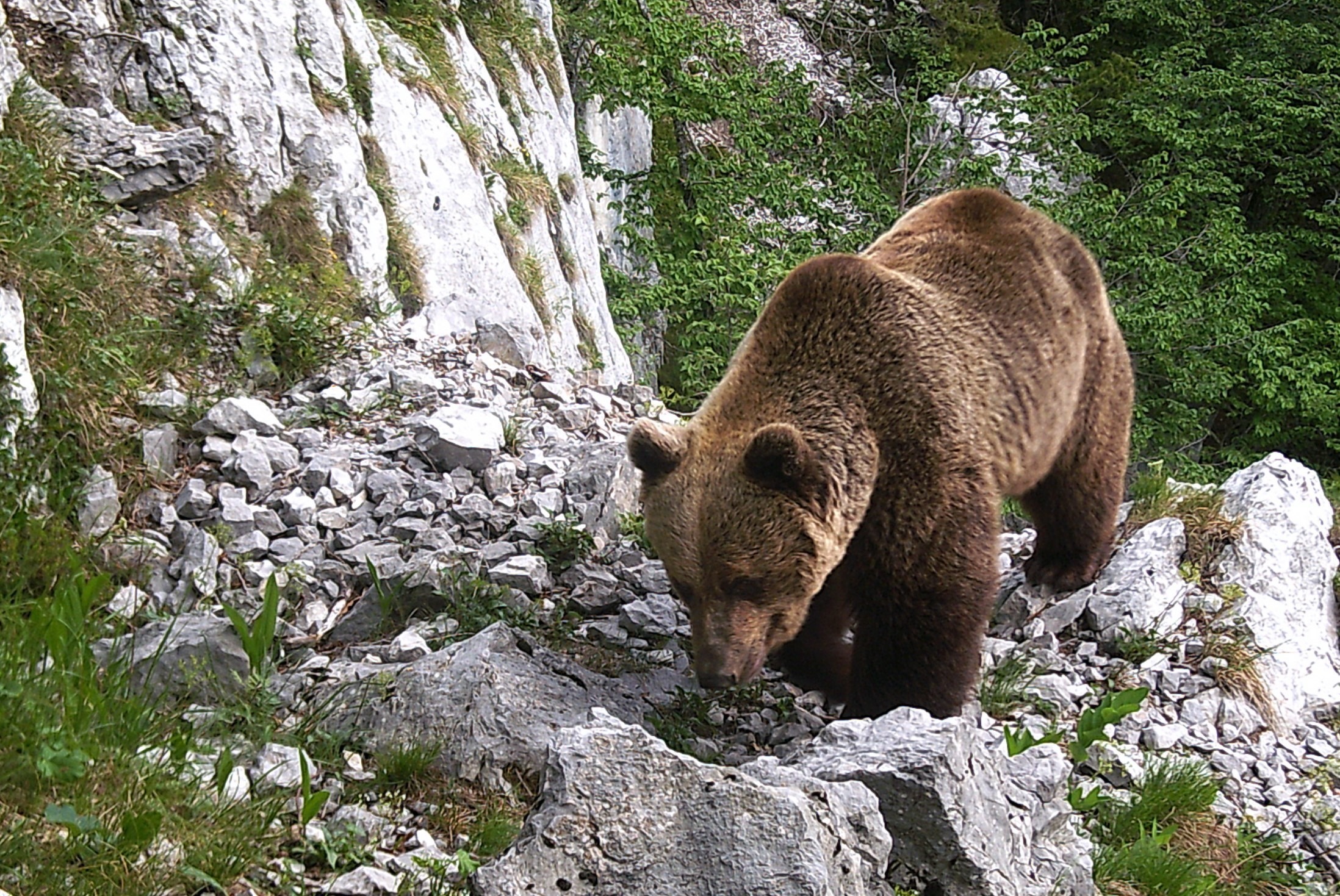 Bear–human coexistence at risk in Trentino, Italy