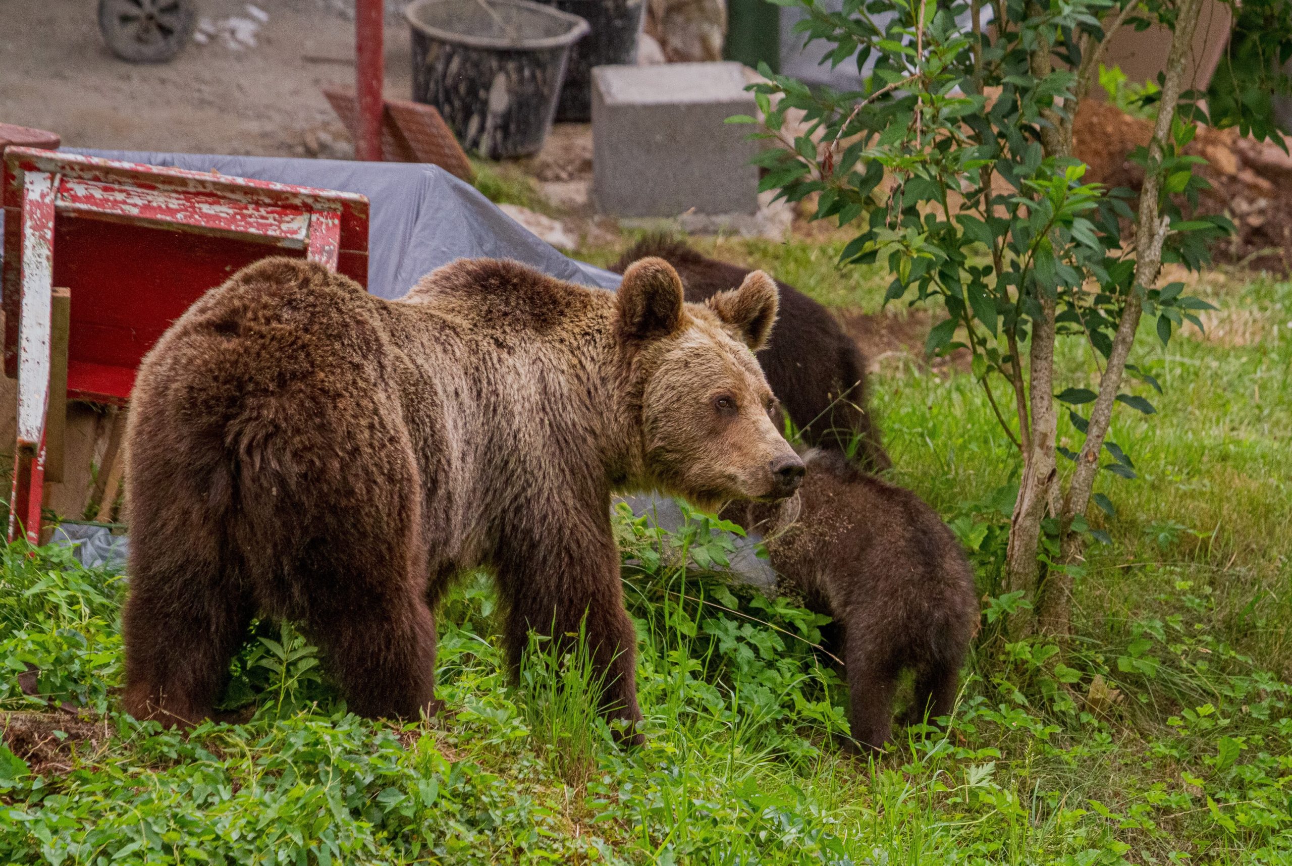 Creating bear smart communities: the example of Baile Tusnad, Romania