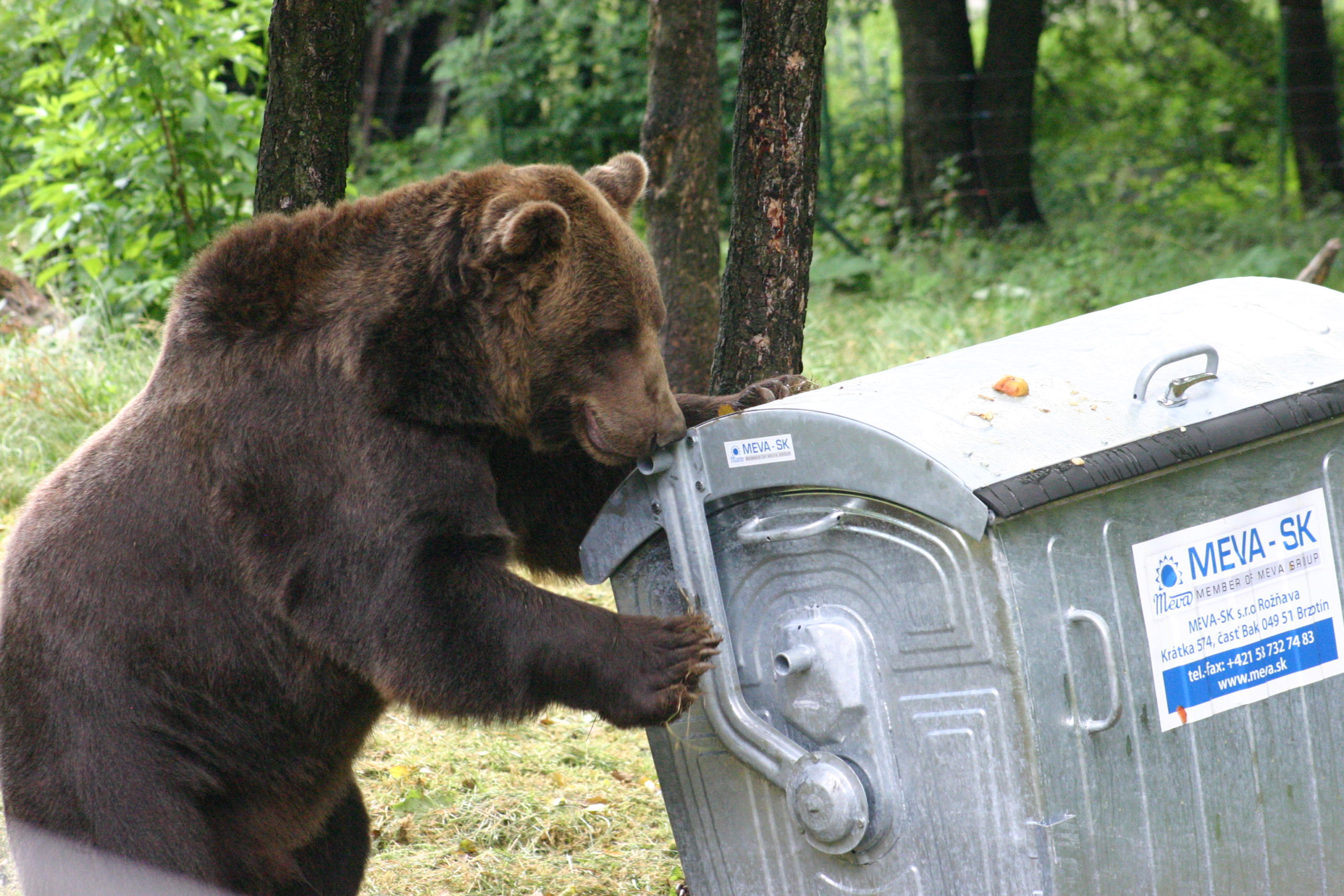 Civil society to government policy: a case study of bear management in Slovakia