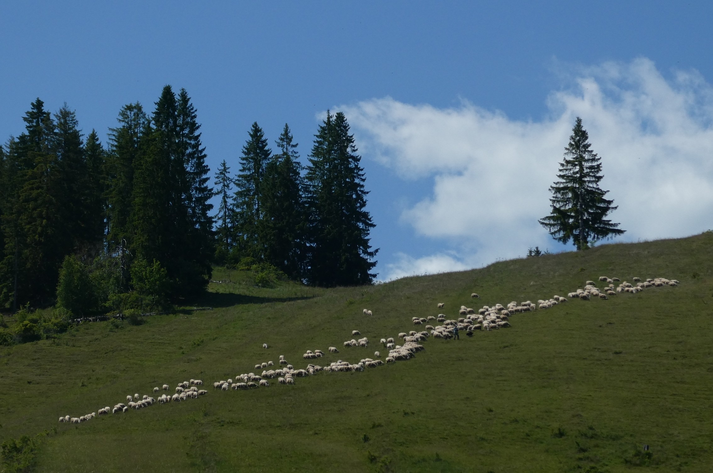 Large carnivores and the EU Habitats Directive – legal obligations to restore and coexist