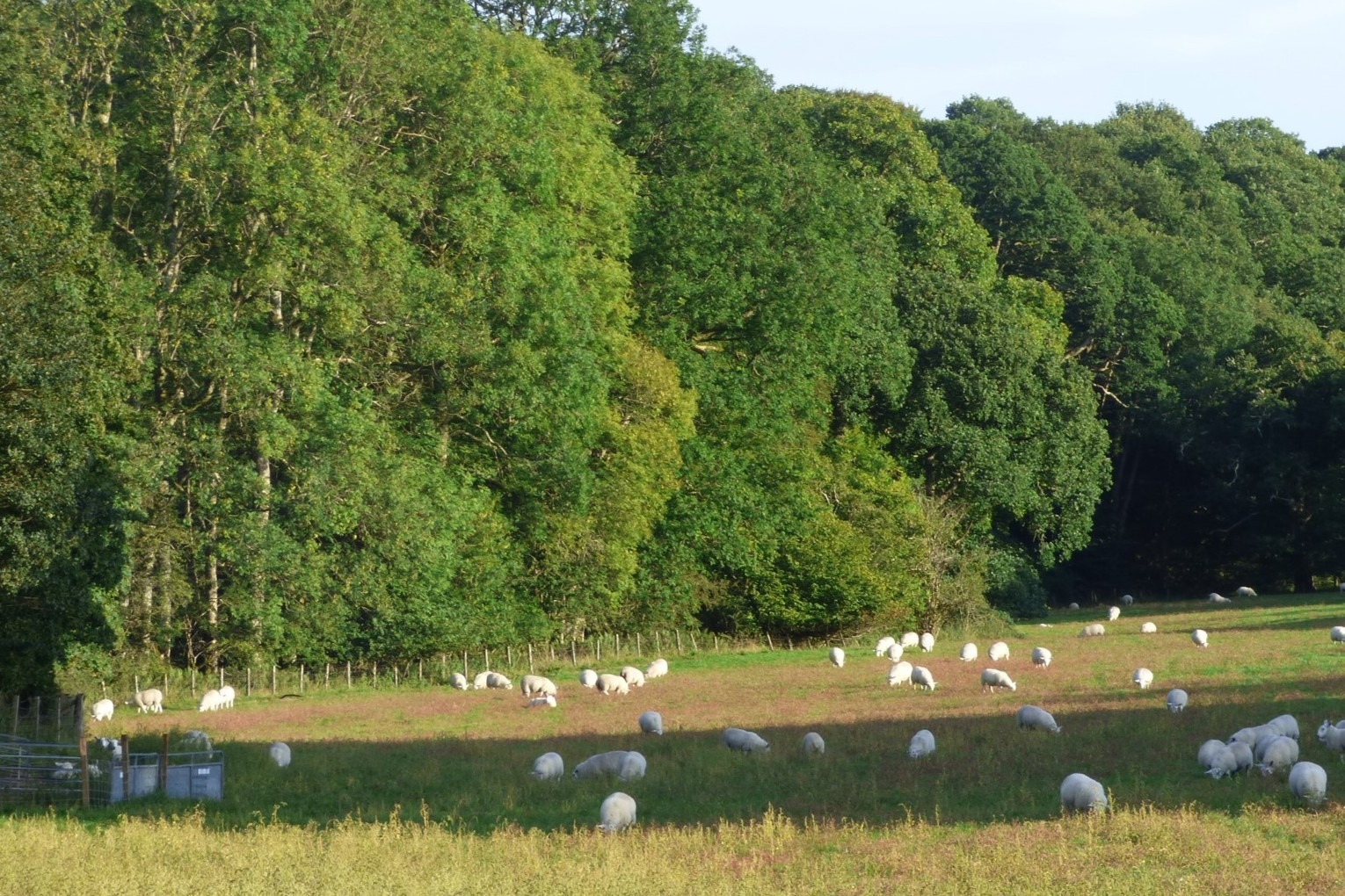 Exploring farmers’ perspectives on predator reintroductions in Britain and Ireland