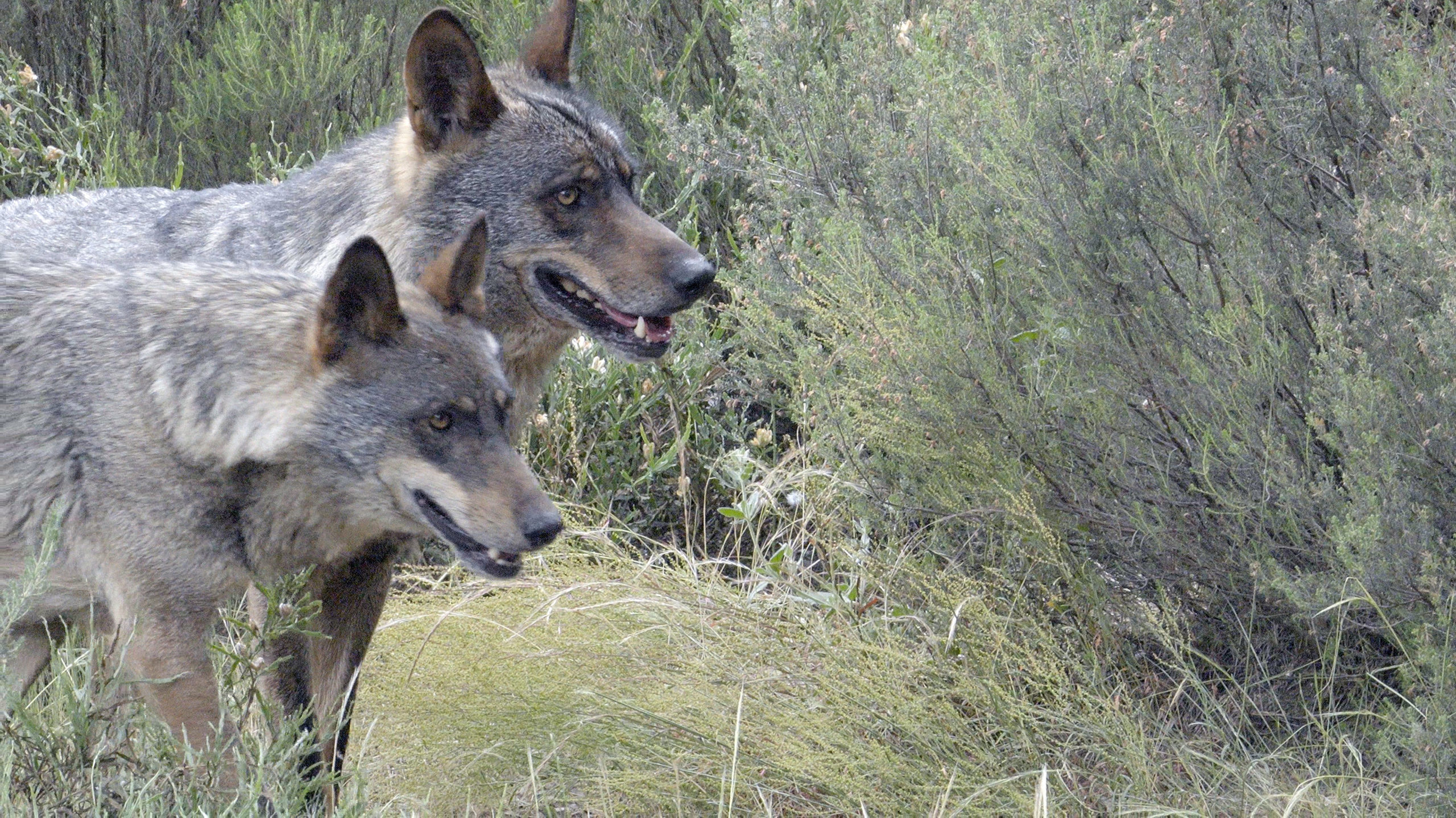 Mediating wolf–livestockconflict: a case study inLa Rioja, Spain