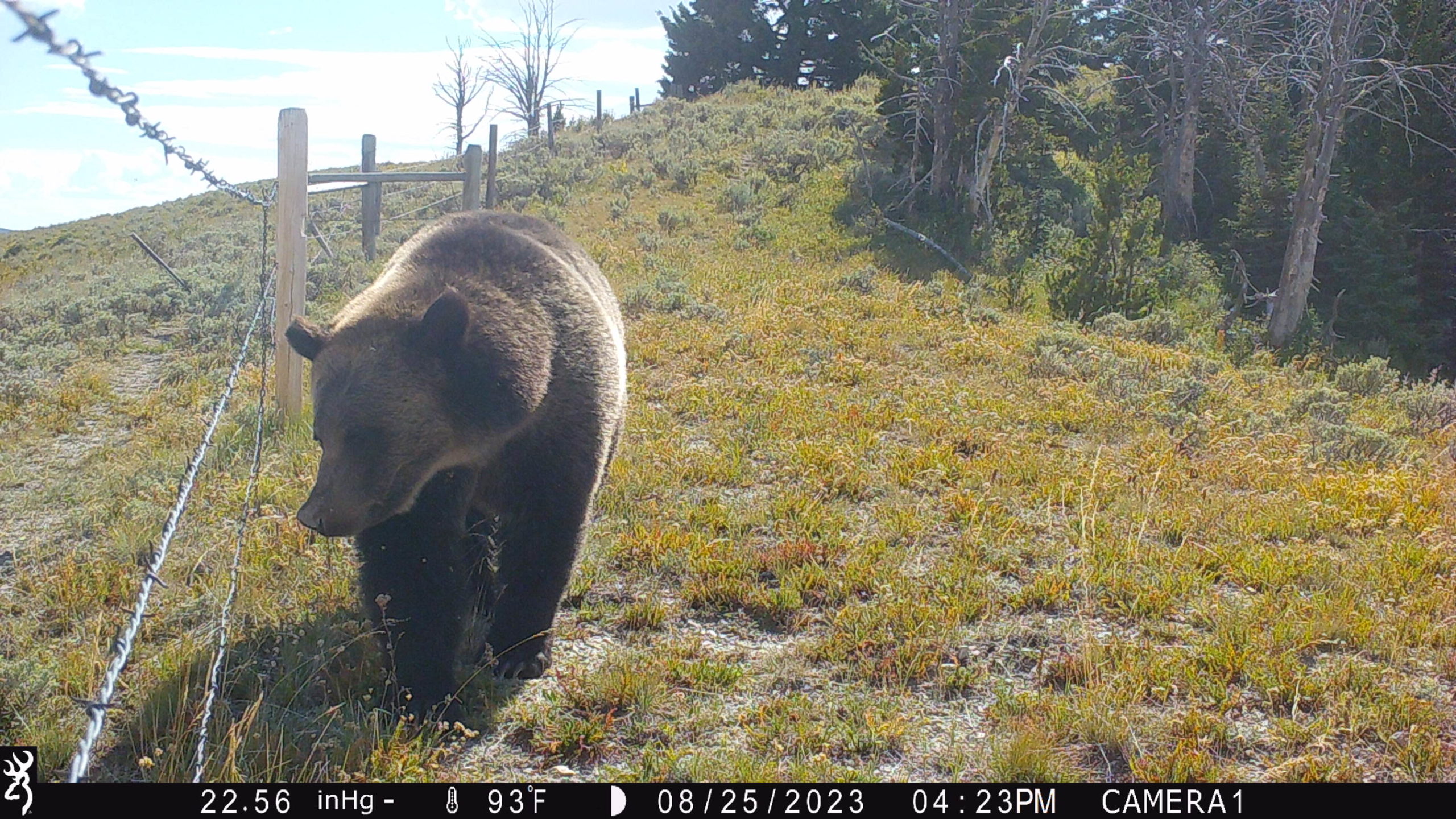 Collaborative research tomitigate conflict with bears andwolves in the American West