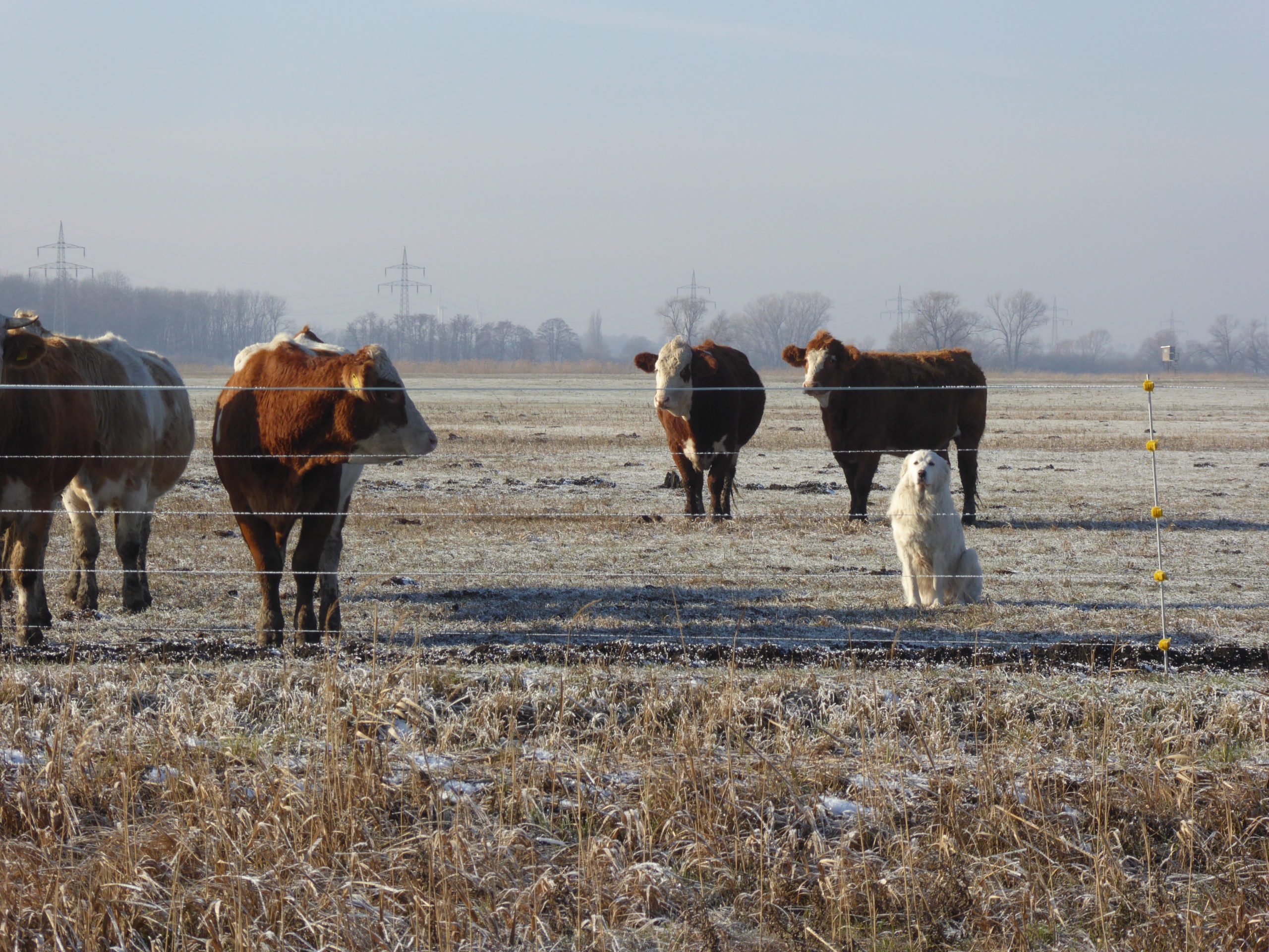 Wolf territoriality andlivestock depredation inSaxony-Anhalt, Germany