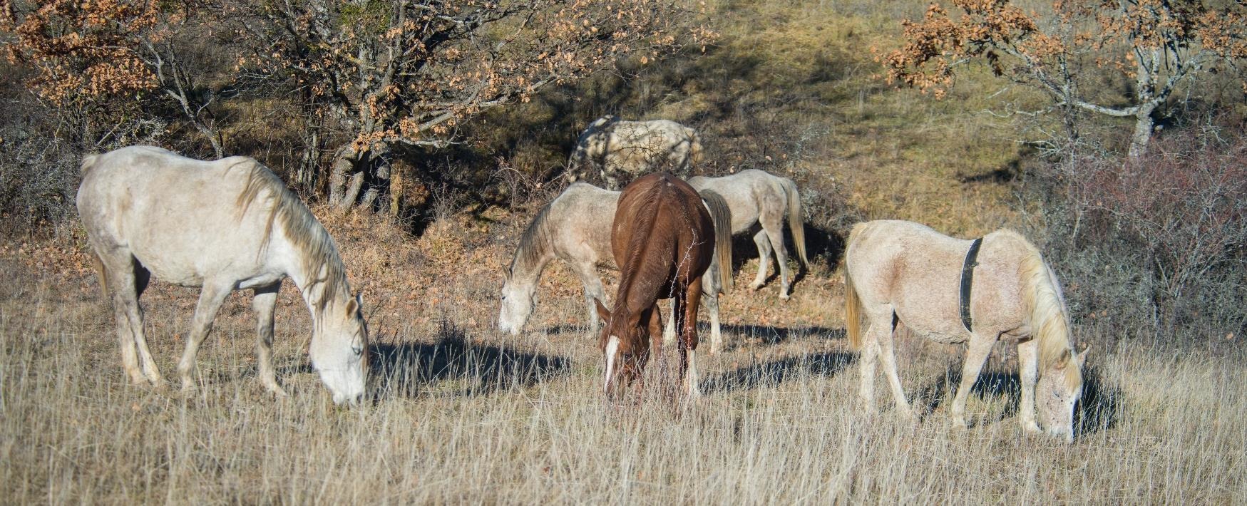 Might barking dogs alerthorses to the presenceof wolves?
